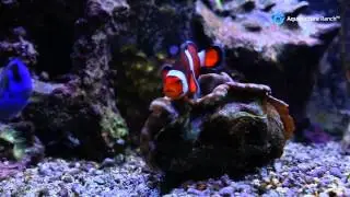 Aquaculture Ranch - 12 Year Old 75 Gal Reef Tank