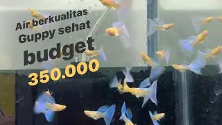Cara mudah memperbaiki kualitas Air di farm guppy mu