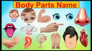 Body Parts Name in English and Hindi | Learn Human Body Parts for Kids | Kids Learning Video