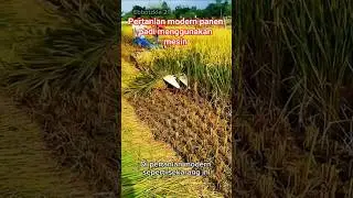 Mesin panen padi modern #pertanianmodern #mesinpanen #panenpadi #shorts