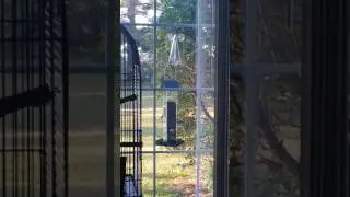 Watch birds feeding right up close with our Window Feeder Bracket