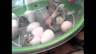 Athenelive.com #23 - It's Hatching Time