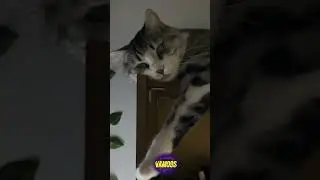 Дуже гарний котик, але в кінці звичайно прикол #shorts  #vamoosnarizky #vamoos #вамоснарізки