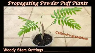 Grow Powder Puff Woody Stem Cuttings - Calliandra grandiflora