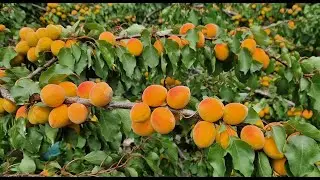 Apricot Tree 