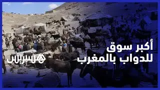 من إملشيل .. هسبريس تنقل لكم الأجواء بأشهر وأكبر سوق لبيع البغال والحمير في المغرب