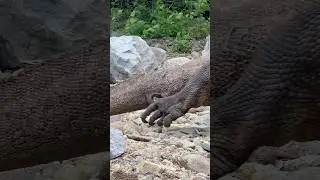 Dinosaur Claws in Real Life! 🦖 #shorts