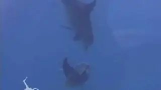 Mating Bottlenose Dolphins Belize - Ocean Animals - Creature Feature