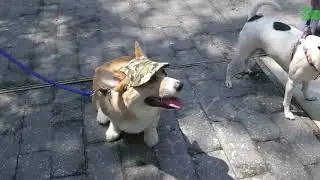 TailsUpApparel - Summer Dog Cap Collection