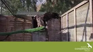 Sunbathing birds