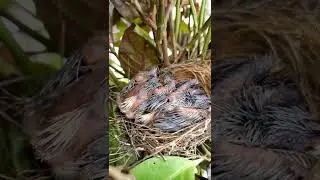 Bulbul Bird Baby Sleeping | Bulbul Voice #birds #bulbul  #naturephotography