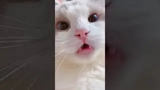 Cat meme | meowing @Nanzz world