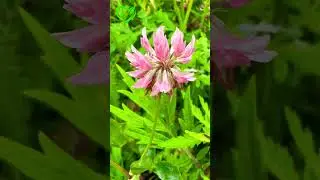 Нежная мелодия дудука!Music for deep Sleep,Relaxation and meditatioN#shorts