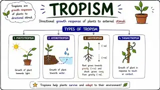 Tropism: Phototropism, Gravitropism, Hydrotropism and thigmotropism