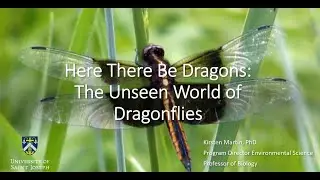 Dragonflies Here There Be Dragons