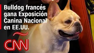 El bulldog francés Winston gana el primer premio en la Exposición Canina Nacional de EE.UU.