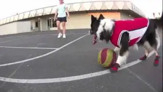 My dog plays better Basketball than you!