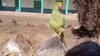 My Cute Green Parrot Enjoying the 🌞 birds #GreenParrot#Parrot#ParrotVideo#Nature#NatureVideo#Birds#