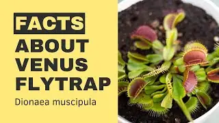 FACTS about VENUS Flytrap (Dionaea muscipula) Carnivorous Plant | MOODY BLOOMS