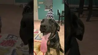 Meet Zoey, the dog with the longest tongue🐶