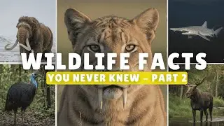 Animal Kingdom Explained &ndash; Part 2 | Wildlife & Nature Facts | Animal Facts | Amazing Animals | 4K