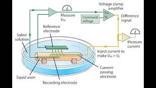 The Voltage Clamp Method