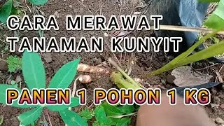 cara merawat tanaman kunyit tumbuh subur berbuah lebat
