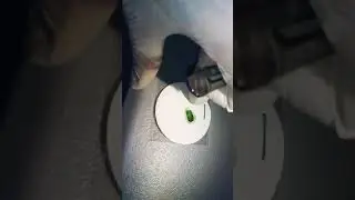 How to determine cannabis plant sex early!