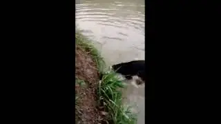chien attraper du poisson
