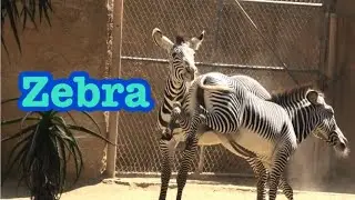 Grevy’s Zebra 🦓 Kahlfani and family 🔆🦋　シマウマ  カルファニの家族💚🦓