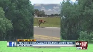 New video shows kangaroo bouncing around Pasco County