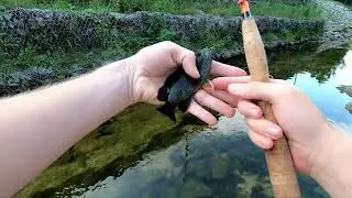 Tenkara Fishing for Green Sunfish!