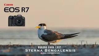STERNA BENGALENSIS ( BURUNG DARA LAUT )