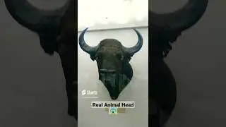 REAL Animal Head 🤯😱 | #shorts