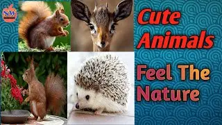 Cute animals . Feel the Nature .