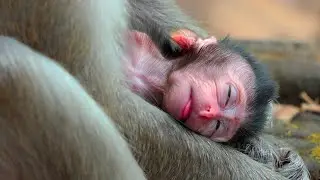 A Tiny Baby Monkey Sleeps After Nursing While a Young Mother Learns Care, Love, and Gentle Loyalty