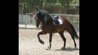 PRE 8 ans, 168 cm