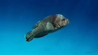 2025 - 11 - Malediven Vilamendhoo - 4K HDR