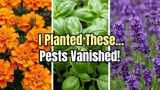 Top 25 Companion Plants That Instantly Repel Garden Pests