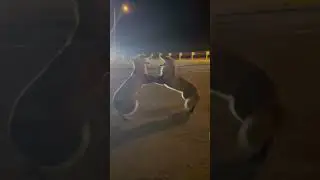 Two foxes fight over sausage in Vladivostok