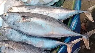 🔴 LIVE Big Fish Cutting Process | Professional Fish Cutter at Work 🔥