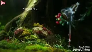 Good morning beautiful animation and ringtone
