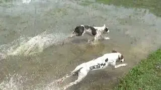 AKSI 🌟SKS DI BERBURU BABI HUTAN MARENTEN SAWAH KASIAK TALAWI #berburubabihutan #marenten #anjing