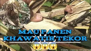 Jagung Bentar Lagi Panen,Kok Jadi Takut Rugi❗❗❗#ladangjagung #belajartani #petanipemula #415aktifity
