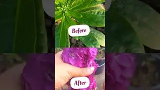 Stock flower growing result 🪻🪻#viral #subscribe #garden #like