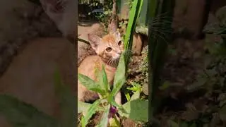 Orange Cat Behavior Explained 😹🍊 | Santra #OrangeCat #Santra #FunnyCats #CatShorts