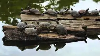 Man caught smuggling almost 40 turtles down his pants