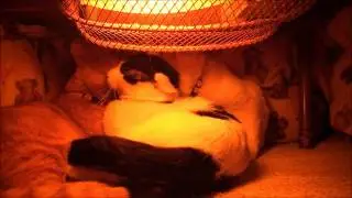 コタツの中　Kotatsu　120220