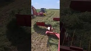 Chopping 3rd crop alfalfa! #agriculture #farm #farming #farmer #hay
