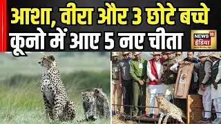 Madhya Pradesh: Kuno National Park में 5 चीतों को छोड़ने के बाद CM Mohan Yadav! |CheetahProject|N18V